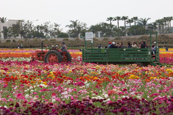 Tractor at the Carlsbad Flower FIelds